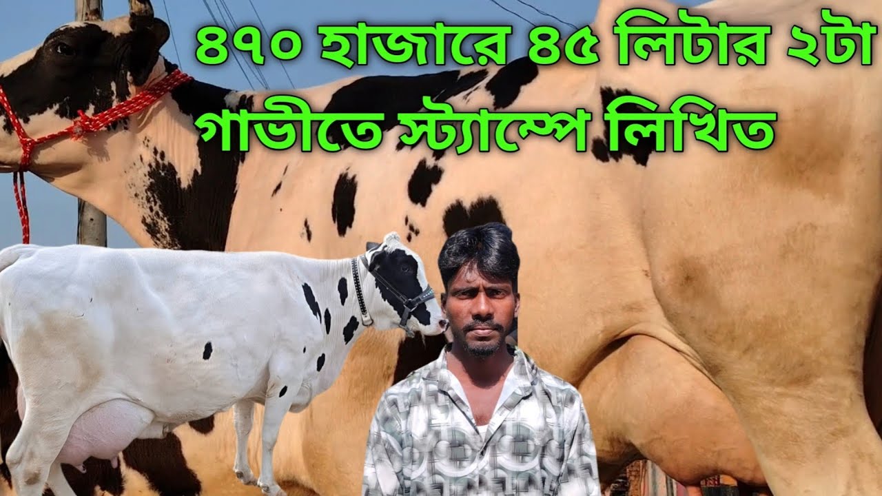 ৪৭০ হাজারে ৪৫ লিটার দুধের ২টি গাভী!পুরো বাংলাদেশে চ্যালেঞ্জিং দাম! ধামাকা অফার!