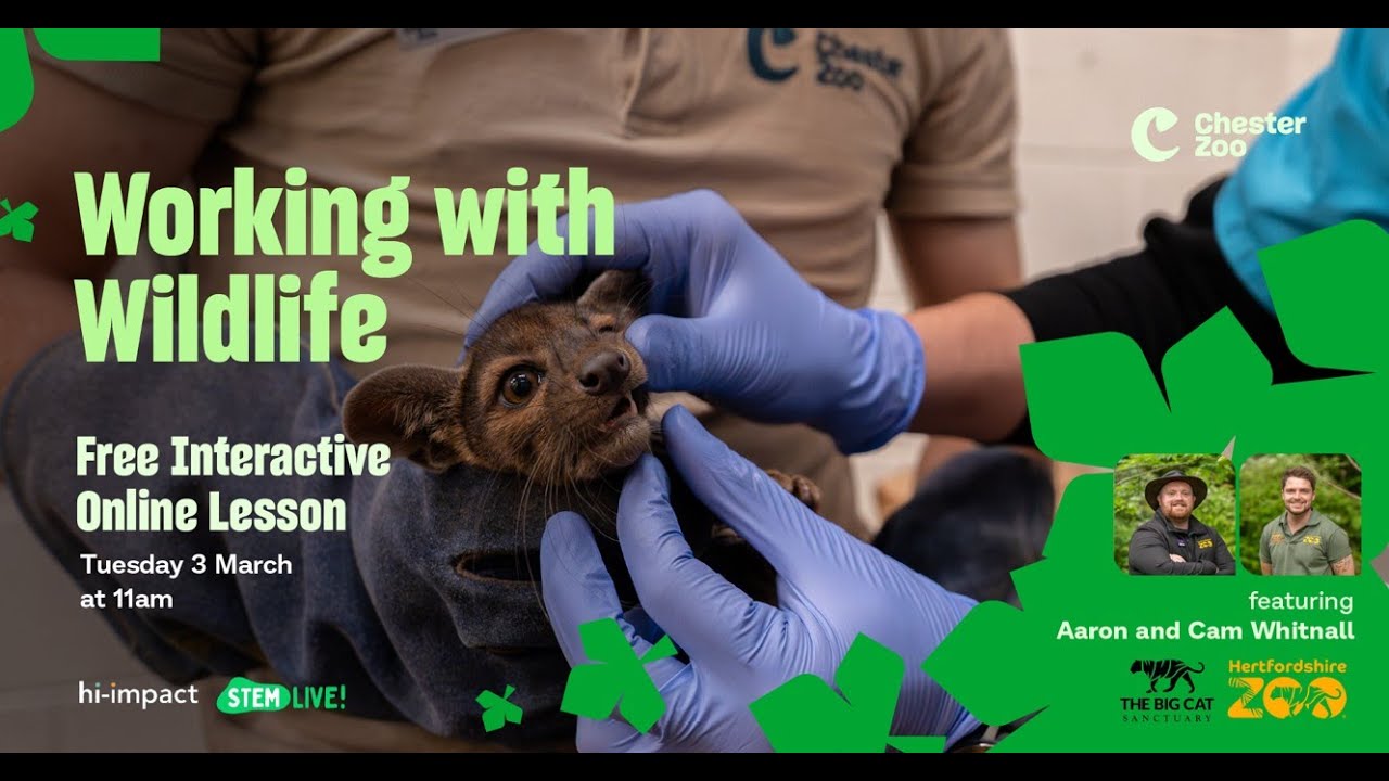 Chester Zoo Live Lesson: Working with wildlife