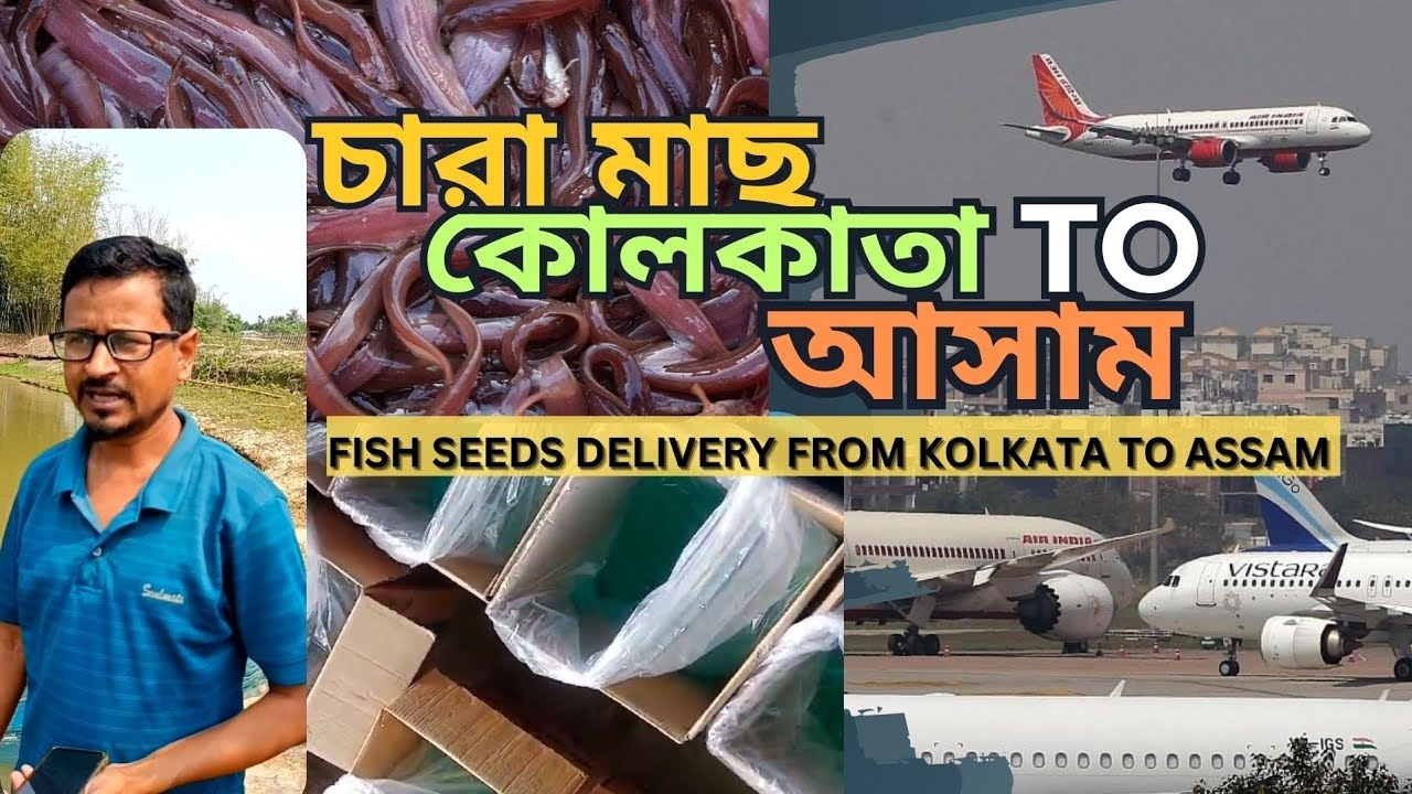 Fish Seeds In Noihati Delivery From Kolkata to Assam ।। অনলাইন চারা মাছ।