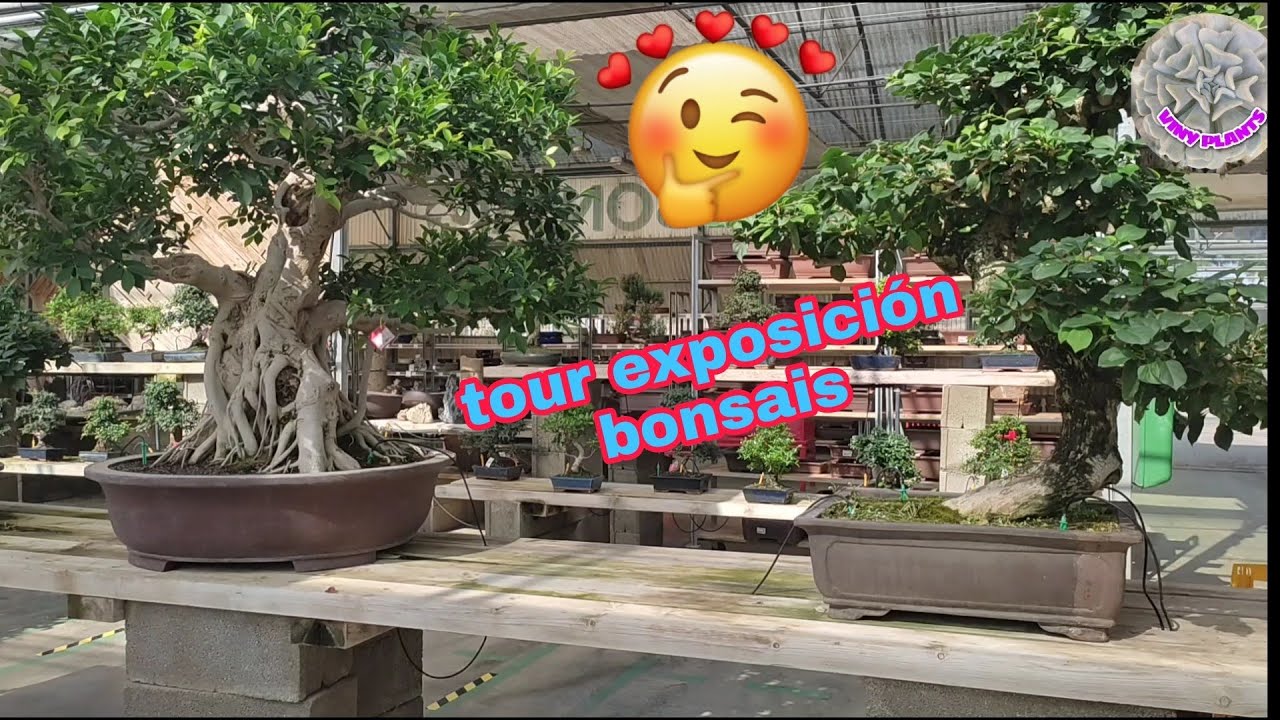 TOUR por el vivero BONSÁIS 