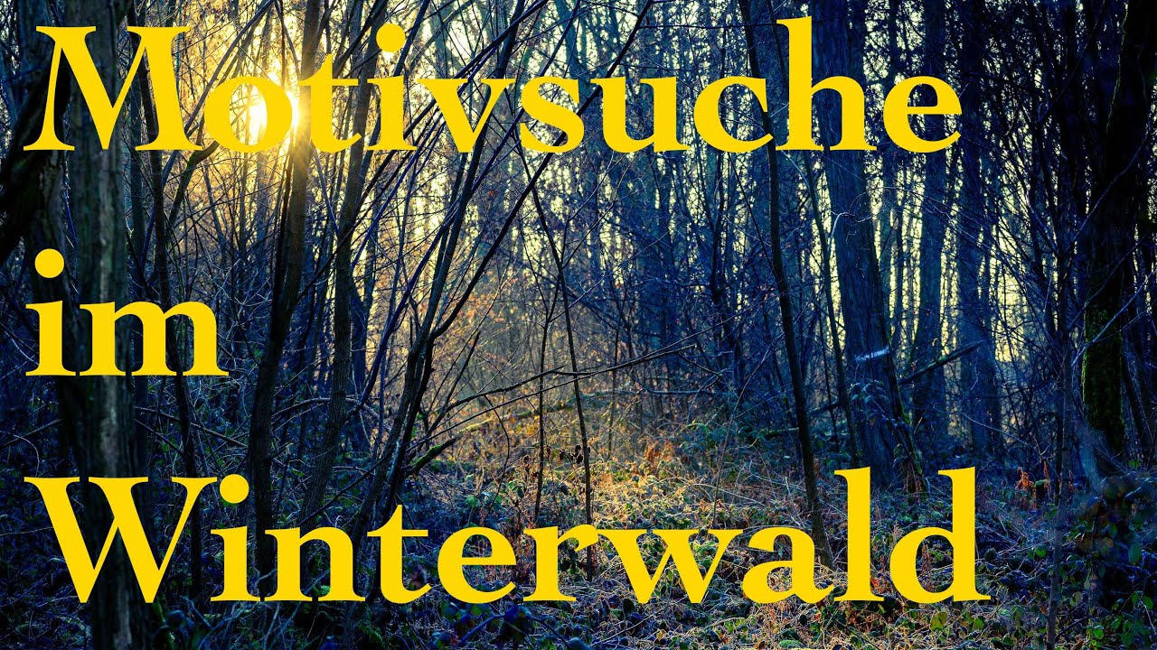 Auf Motivsuche im tristen Winterwald