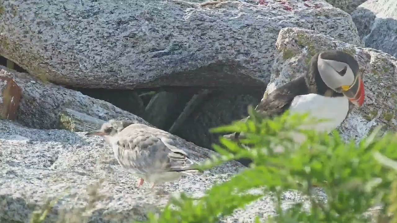 Birdy Encounter: Atlantic Puffin vs Common Tern