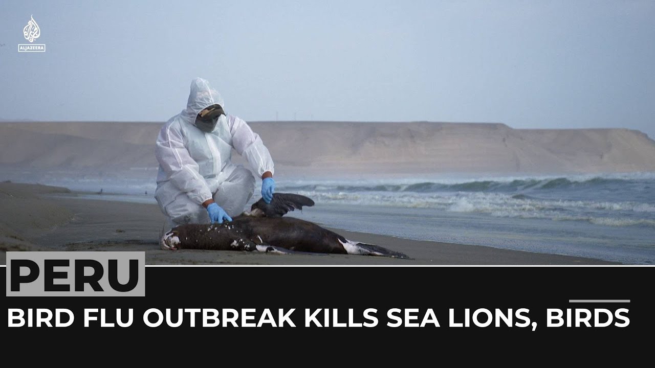 Bird flu kills Sea lions, birds as outbreak hit Peruvian coast