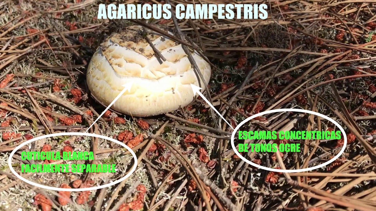 IDNTIFICACION!! AGARICUS LITORALIS Y AGARICUS CAMPESTRIS (Champiñon silvestre) Junio 2019