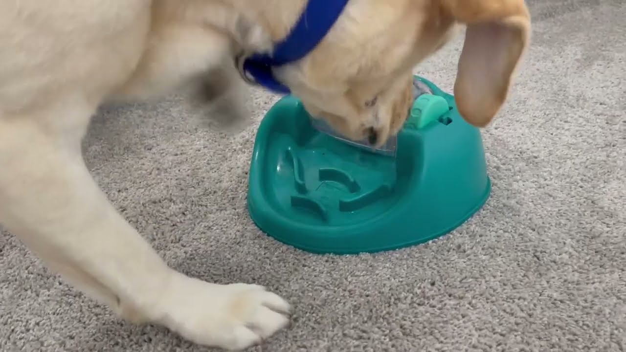 Nina Ottosson by Outward Hound Spin N' Eat Dog Food Puzzle Feeder Review