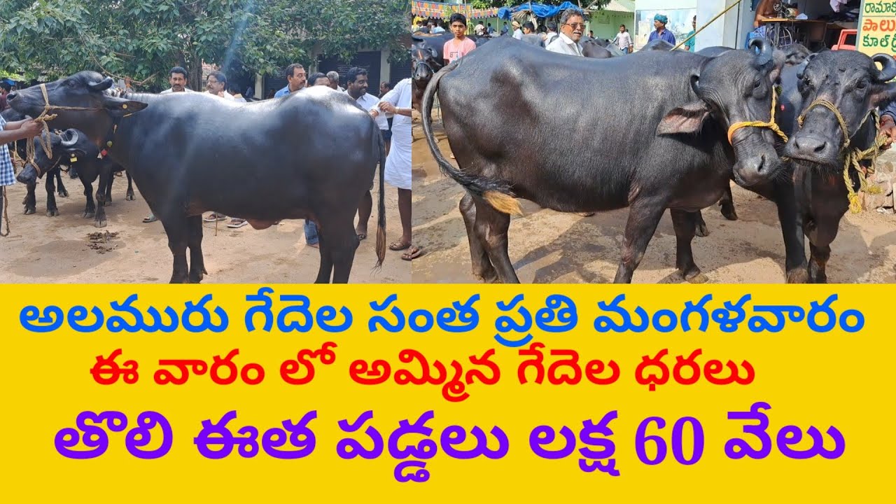 అలమురు గేదెల సంత ప్రతి మంగళవారం MURRA BUFFALOES MARKET ALAMURU GEDELA SANTA 23 8 2022 DAIRY FARM