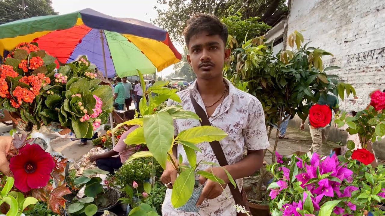 Galiff Street Flower Plant of Winter Season| Kolkata Traditional Sunday Market| Best Flowers Forever