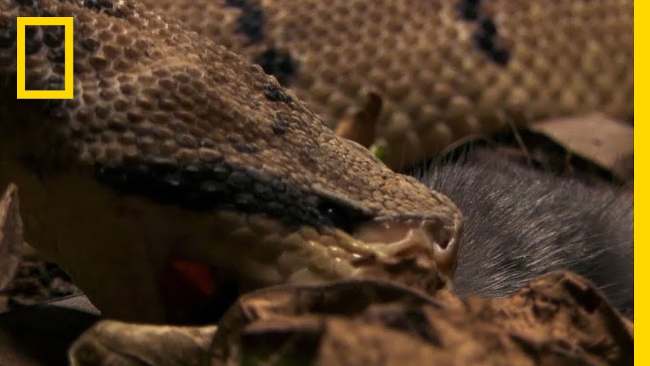 The Bushmaster Breeds Killer Babies | National Geographic