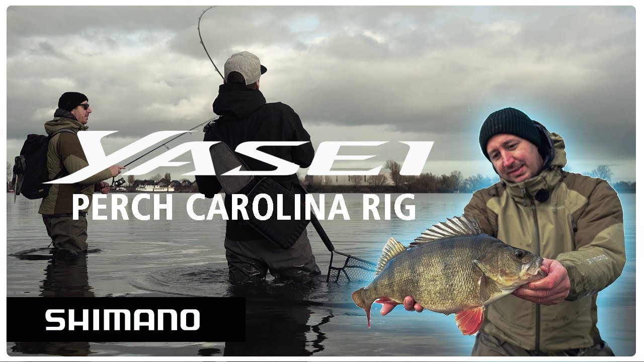 Finesse-Barsche XXL I YASEI AX PERCH CAROLINA & TEXAS RIG