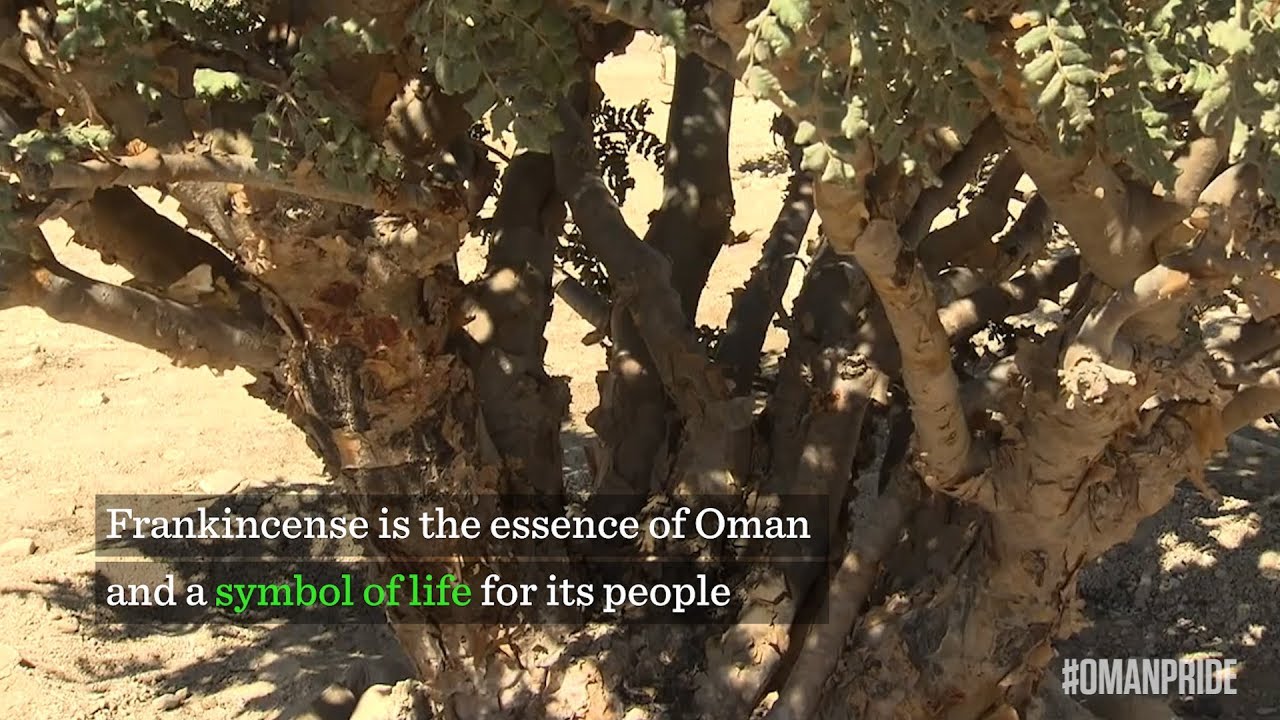 Frankincense, the pride of Oman