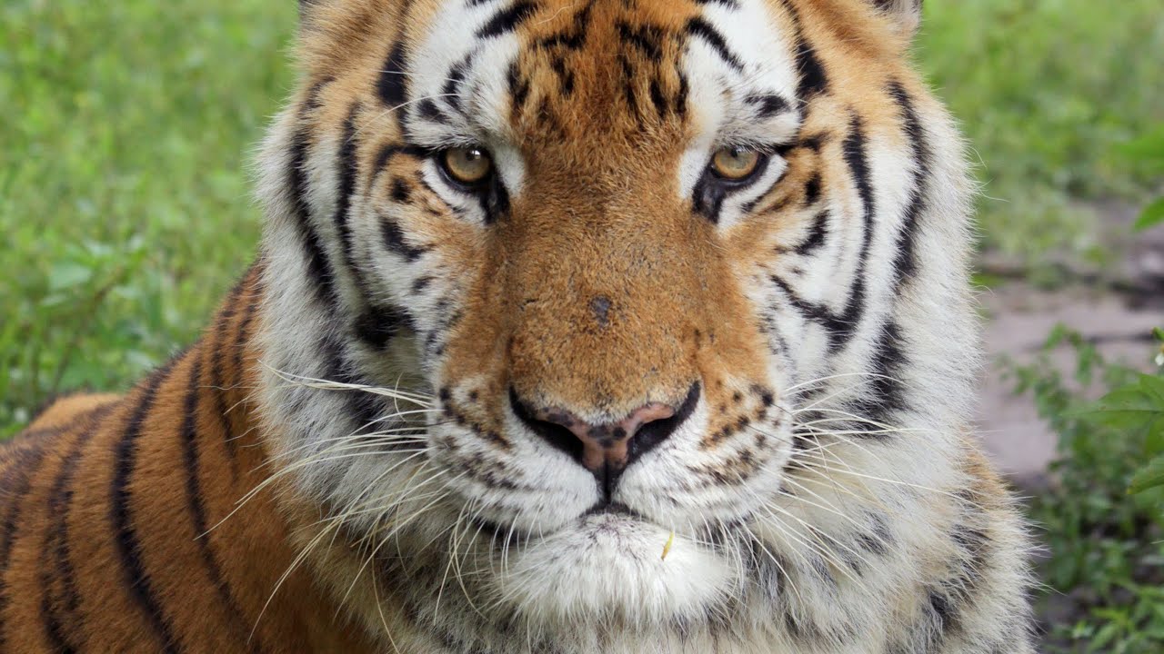 Tiger Swims, Bobcat Runs and Jungle Cat gets Scratched
