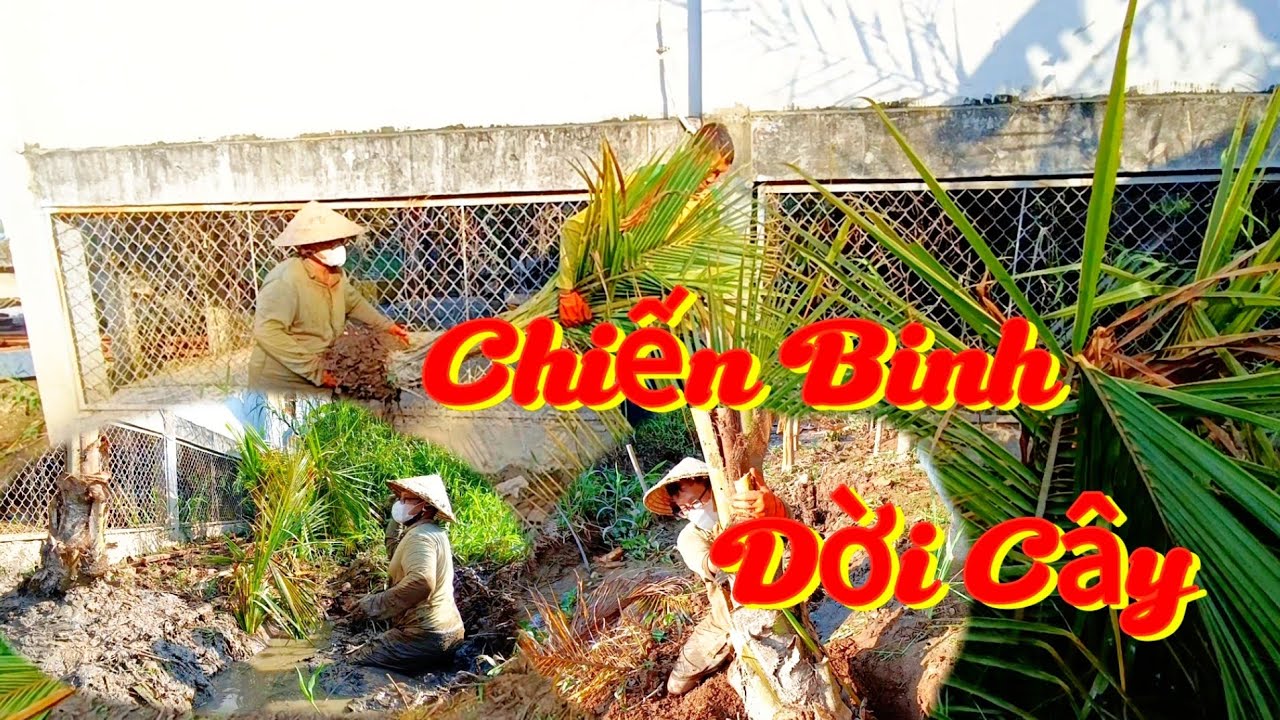 Chiến Binh Dời Cây - Tree Moving Warrior