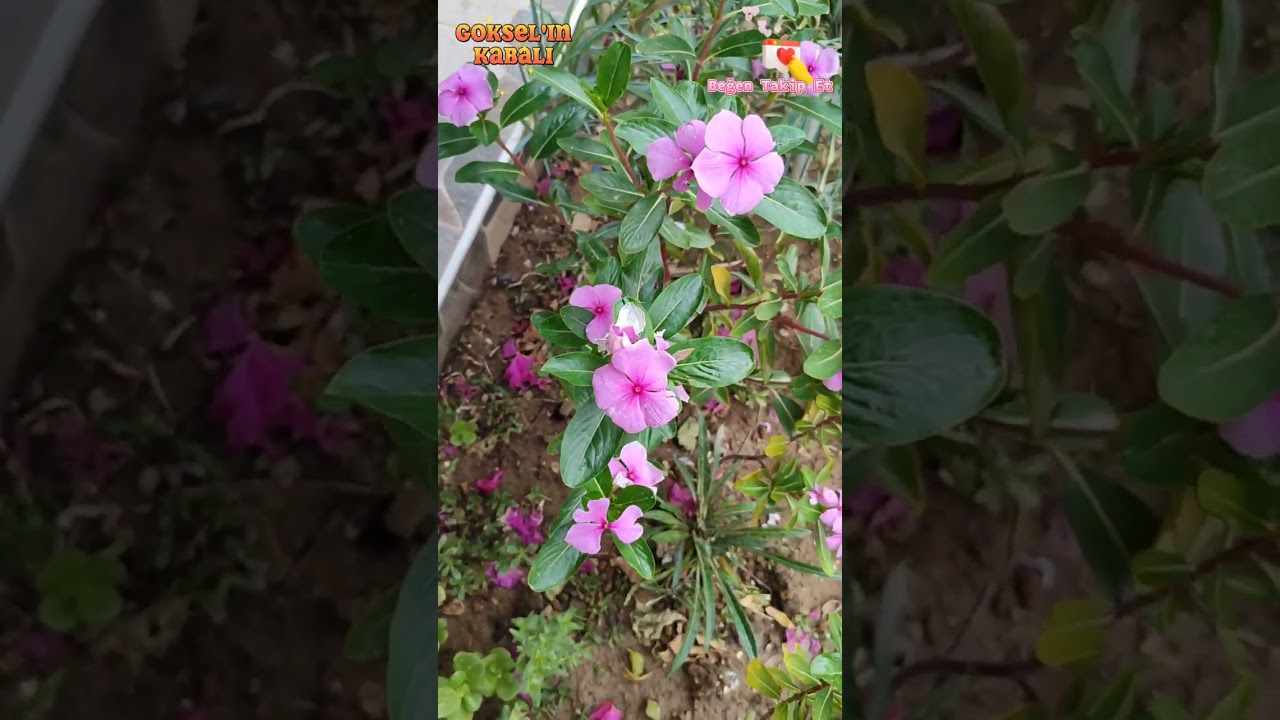 Rozet Çiçeği #viral #shortvideo #shortsvideo #video #trending #keşfet #viralvideo #shorts #short