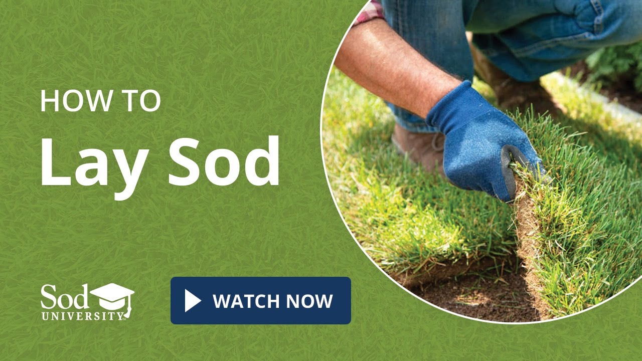 How to Lay Sod