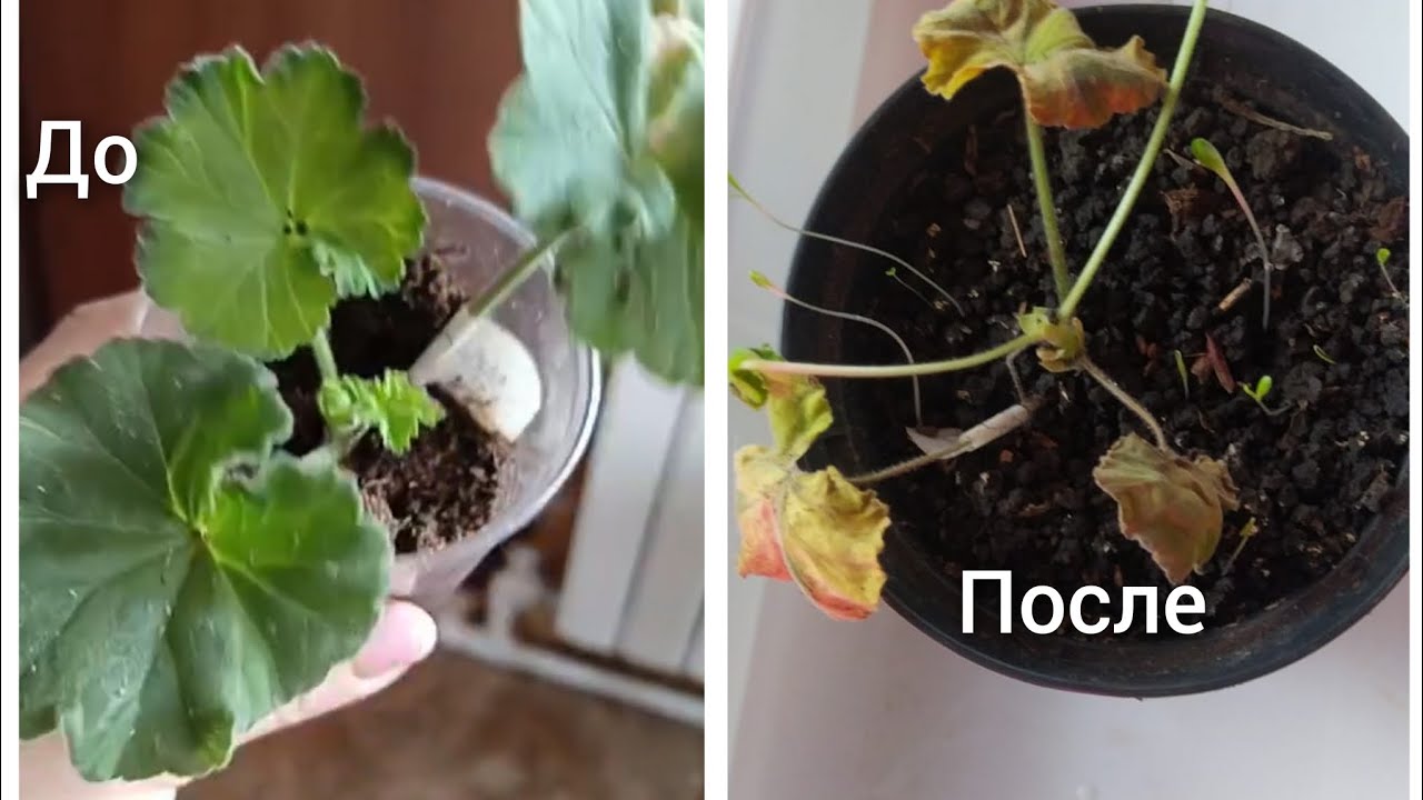 не довольный покупатель, давайте учится выращивать пеларгоний!