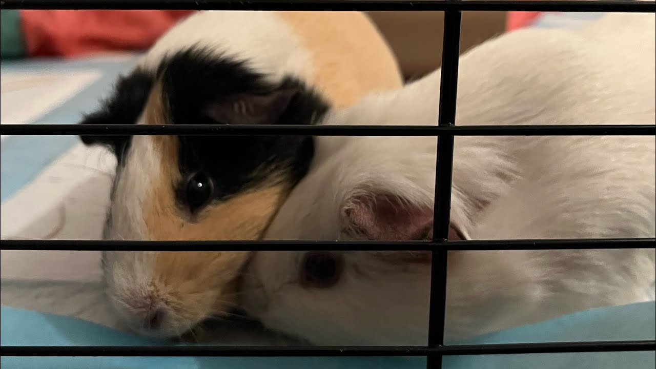 Krótki vlog z prosiakami🐹🐹