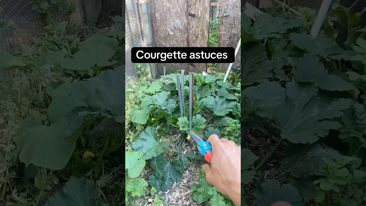 #jardinage #jardin #naturelovers #astuce #potager #garden #agriculture #gardening #nature