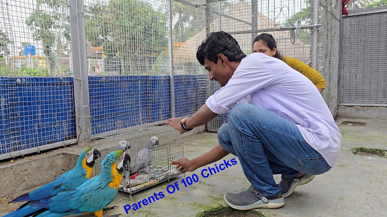 Pair Of Our Old Grey Parrot That Gave Birth To Over 100 Babies Brought To New Farm.