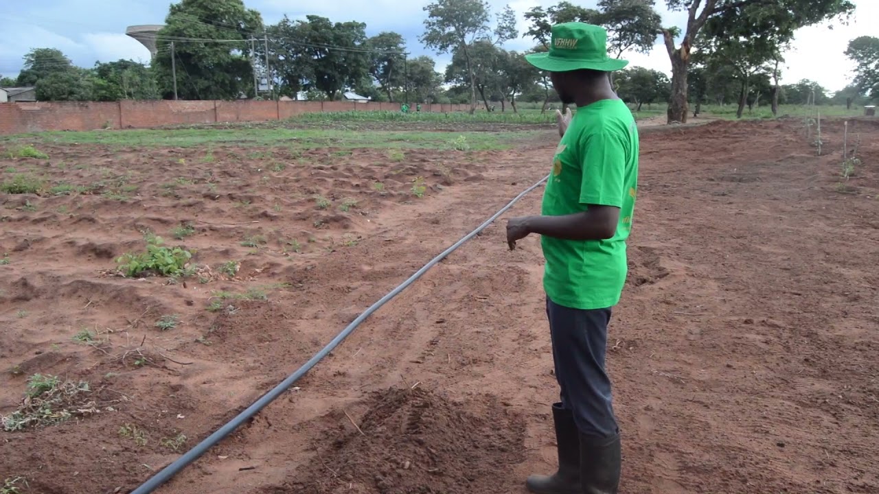 Grow your own food, Victoria Falls Hospital  Famers Club  #farming #growyourownfood #agriculture