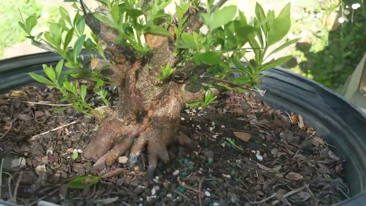 Hard Prune for Creating Azealia Bonsai Follow Up