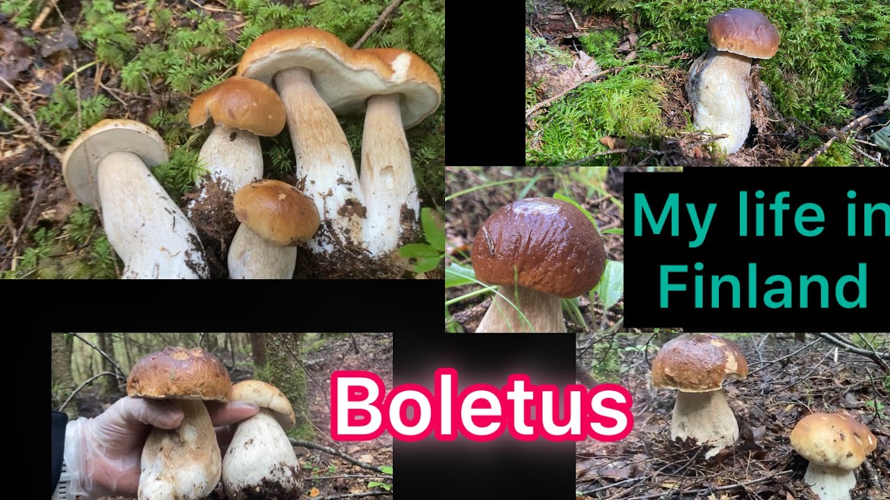 Finland : Why the forest in here so different #boletus #porcini 