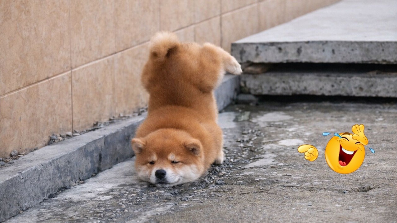 I Asked for a Dog… But Got a Full-Time Comedian Instead 😂🐶 Funniest Dog Moments Ever