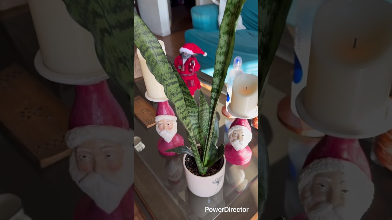 Update on Buddy the Money Tree!