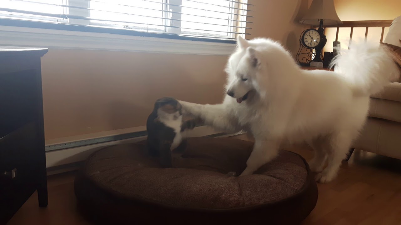 Samoyed plays with cat in friendly fight