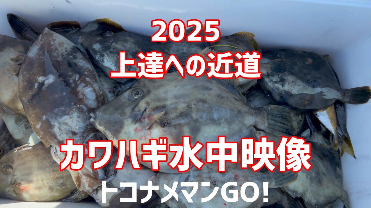 これを見れば　あなたもカワハギ名人！　必見！カワハギ釣り上達への近道！【水中映像】　ダブルヒットも！　爆釣餌の作り方、強烈な集魚力　豊浜グリーンオモリの塗装も公開！