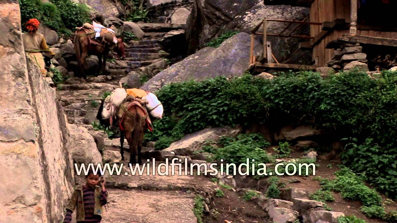 Mules carry loads up to the Osla village in Uttarakhand
