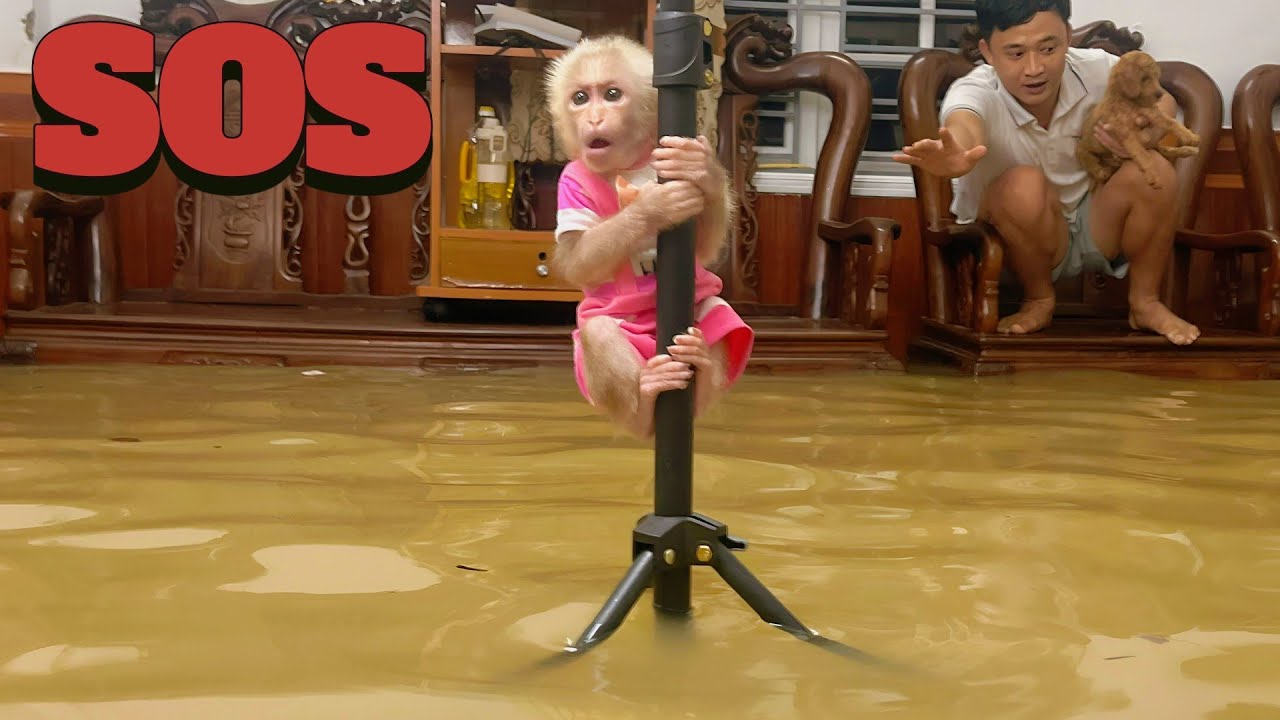 The flood rose suddenly at night &mdash; Baby monkey Lulu and Dad rush to cope.