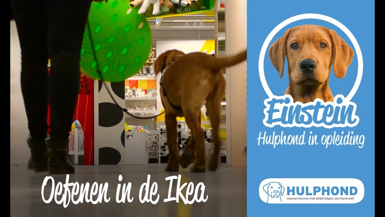 EINSTEIN #15 | Oefenen in de Ikea | Hulphond Nederland