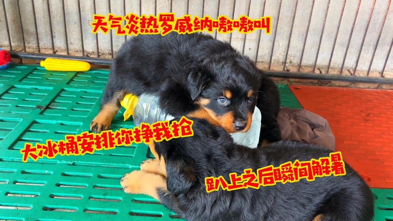 天气炎热罗威纳嗷嗷叫，大冰桶安排你挣我抢，趴上之后瞬间解暑