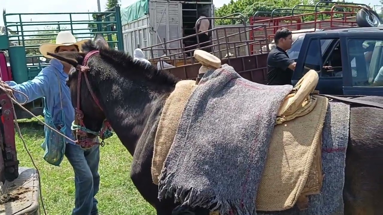 Tianguis de ganado Yecapixtla Morelos 