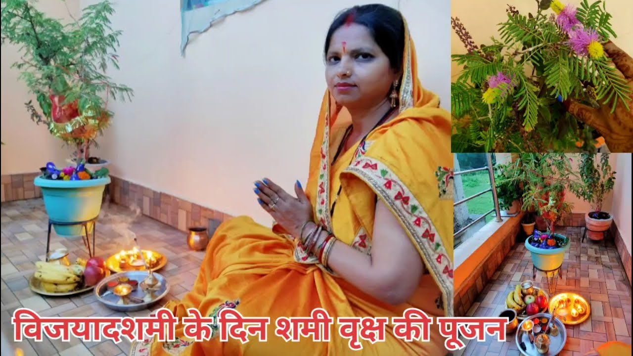 दशहरे के दिन कैसे करें शमी वृक्ष की पूजा Vijay Dasmi ke Din kese karen Shami Vruksh ki Pujan