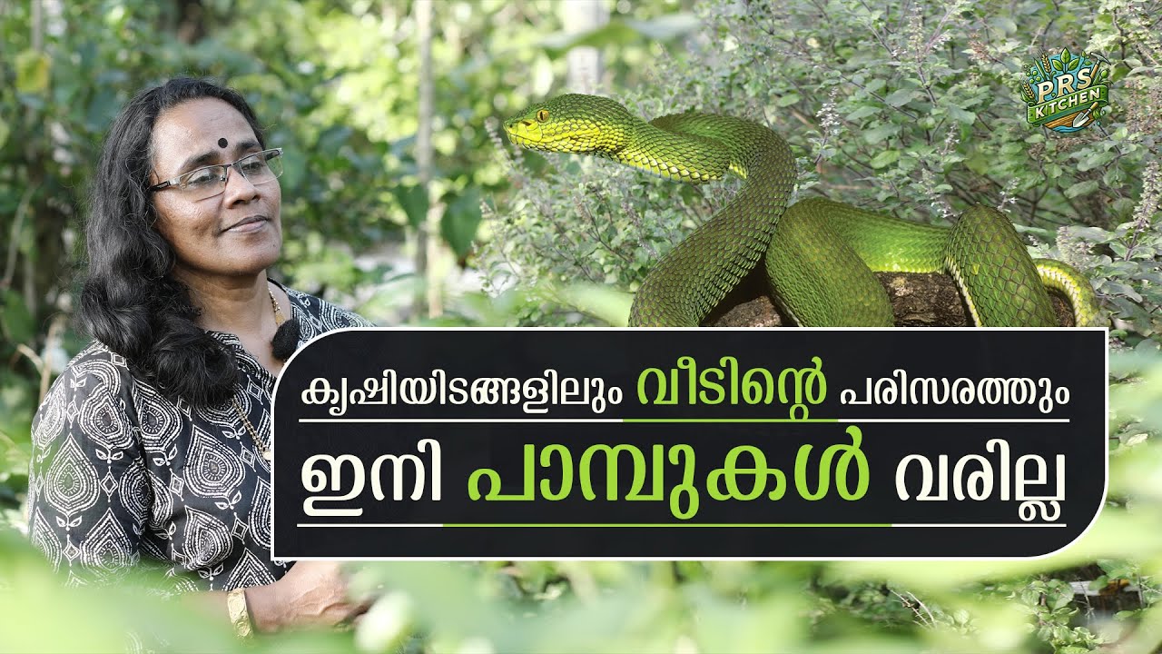 കൃഷിയിടങ്ങളിലും വീടിൻ്റെ പരിസരത്തും ഇനി പാമ്പുകൾ വരില്ല | Avoid Snake | New Method | Prs Kitchen