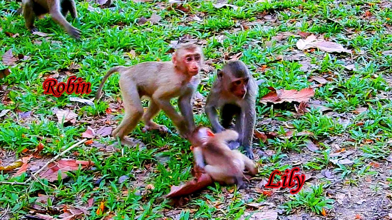 So Cool !! Monkey Robin tries to save BB Lily from the big monkey while she is walking alone