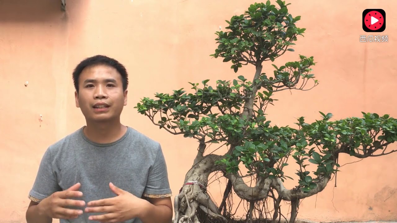 【小花匠】榕树气生根怎么养？3种方法任你选，简单易懂