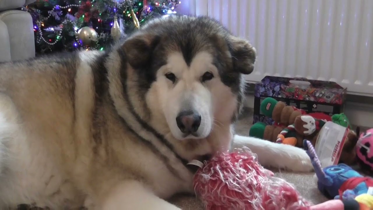 Jenson the Alaskan malamute happy new years to our awesome wolfpack