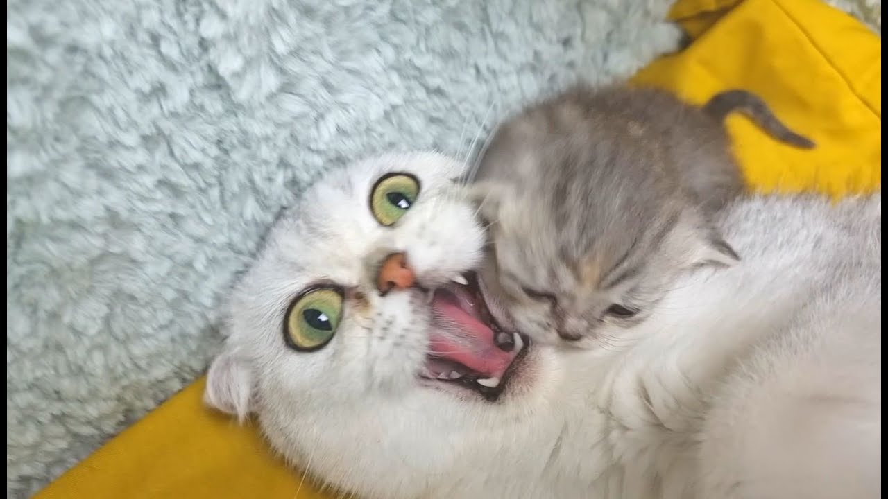 То, как мама кошка любит своего котенка, очень сильно 💕