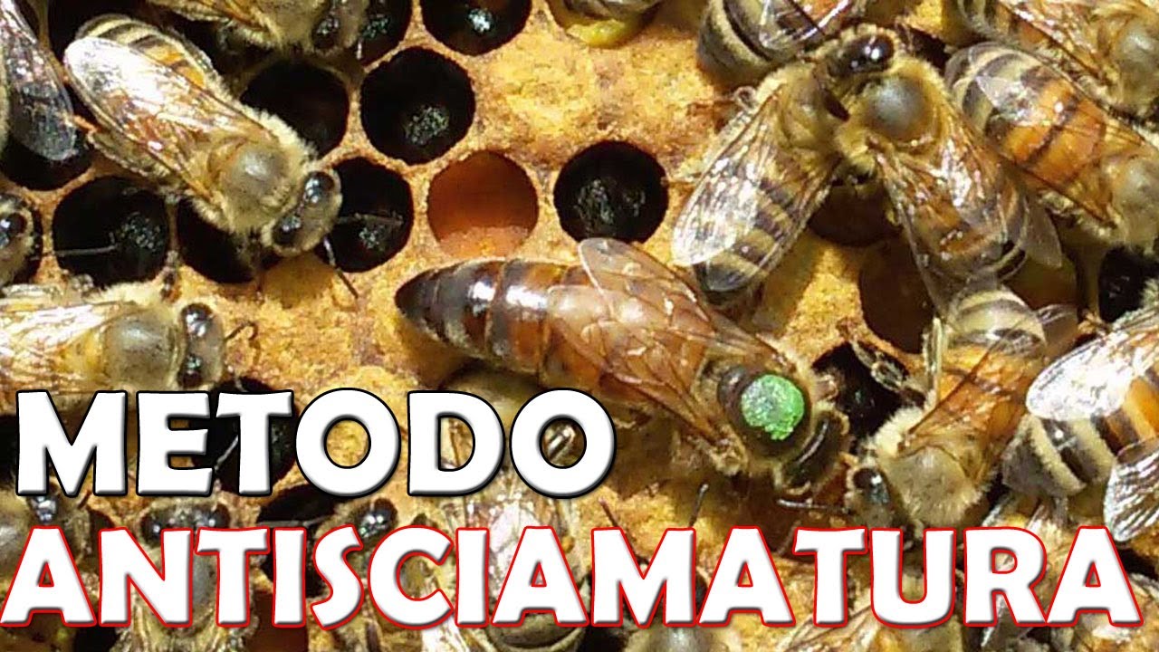 Come prevenire la sciamatura - Metodo 1