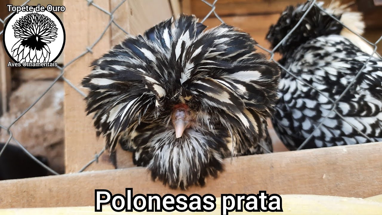 Polonesas prata 👉🤍🐓🤍✔