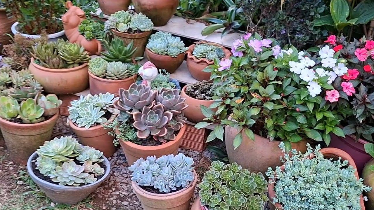 Atualização do jardim dando um arrumada em alguns vasos