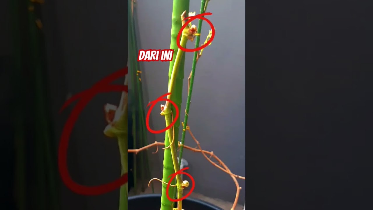 pupuk pembuahan anggur