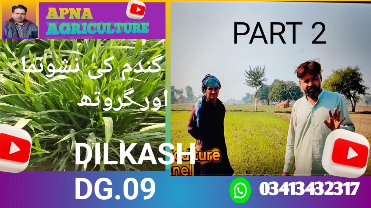 گندم کی اچھی گروتھ اور نشونما #agriculture #panjab