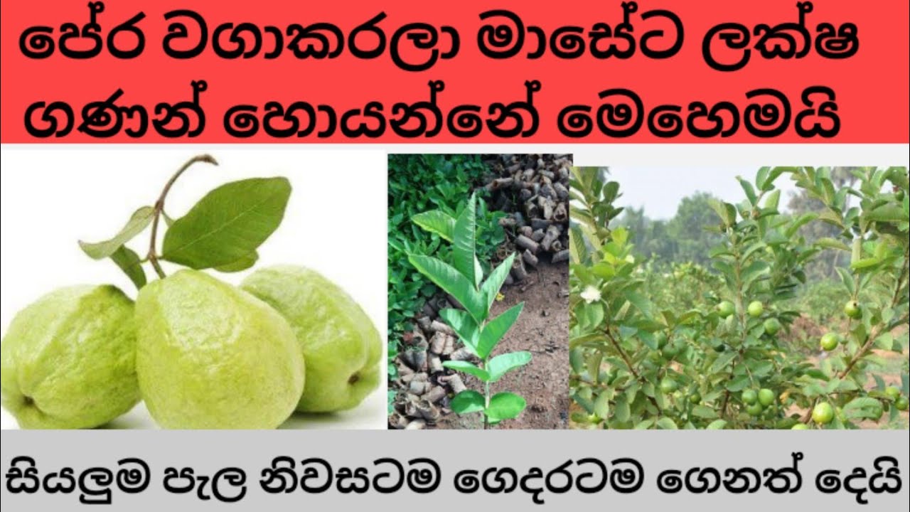 pera vagava||swayan rekiya||පේර වගා කරලා ලක්ෂ ගණන් ⁣හොයන්නේ මෙහෙමයි