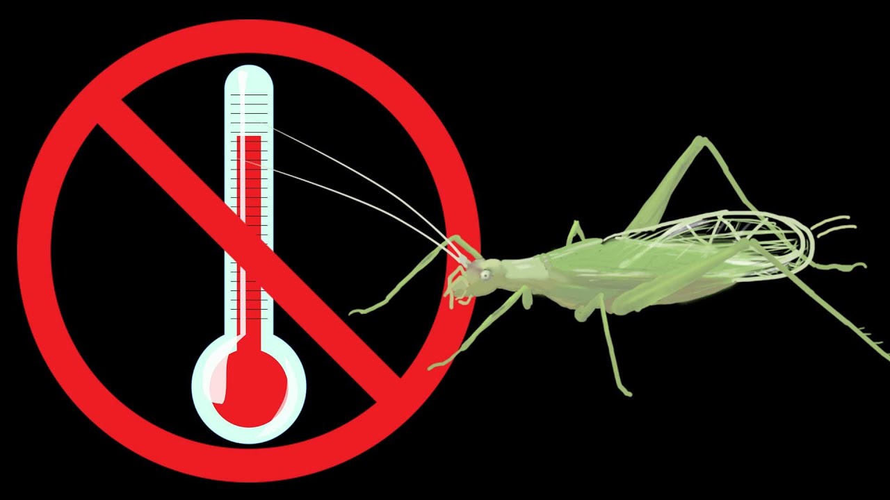 You Won't Be Using a Cricket as a Thermometer