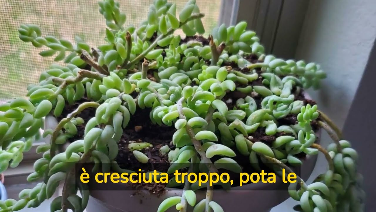 Come curare, riprodurre e far fiorire la pianta Coda d'Asino (Sedum morganianum): 8 consigli chiave