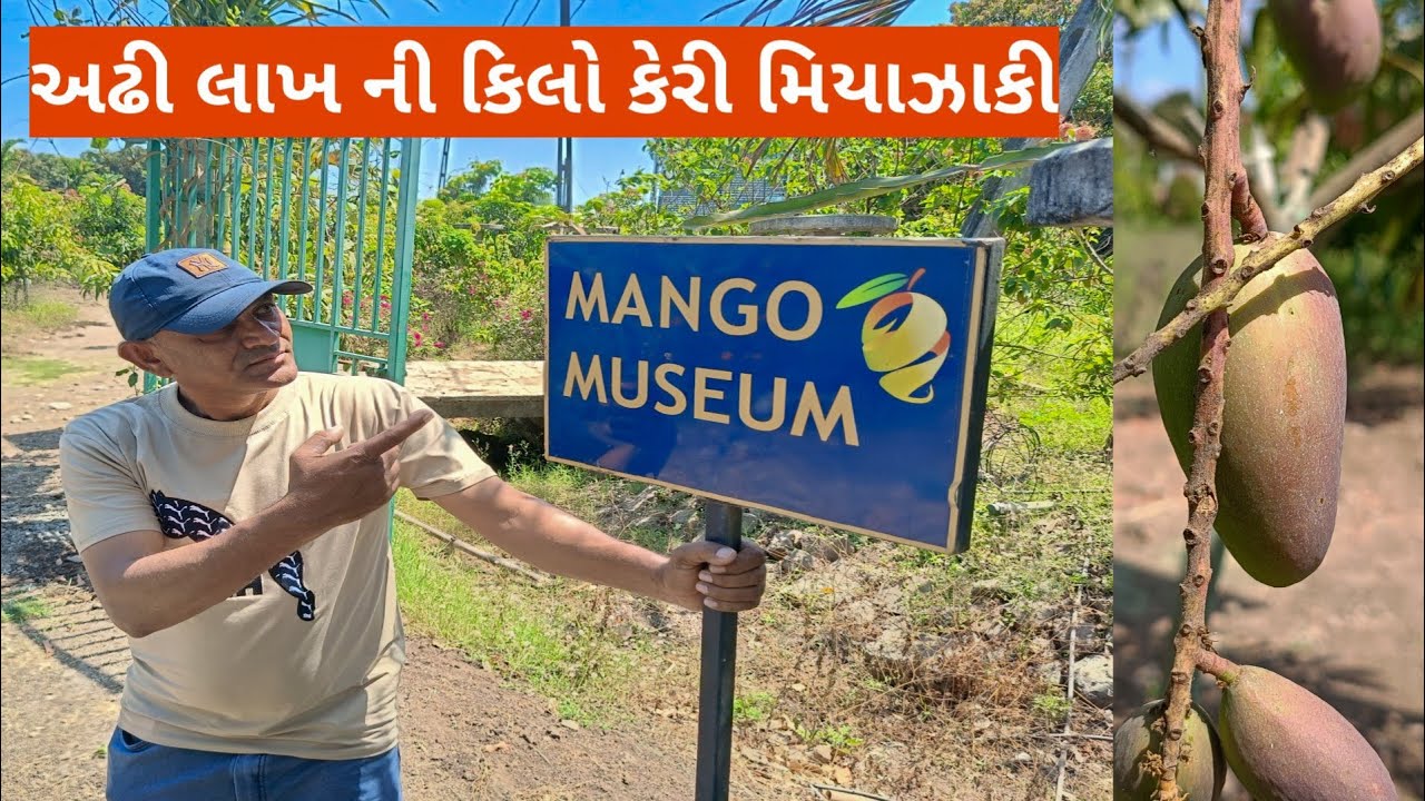 🥭 mango musium sasan gir ||વિદેશી કેરીઓ નો ખજાનો એકજ ખેતર માં......