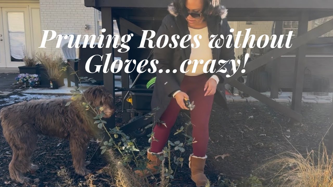 Pruning My Container Fruit Trees & Roses | Late Winter Gardening in Zone 8 (Charlotte)